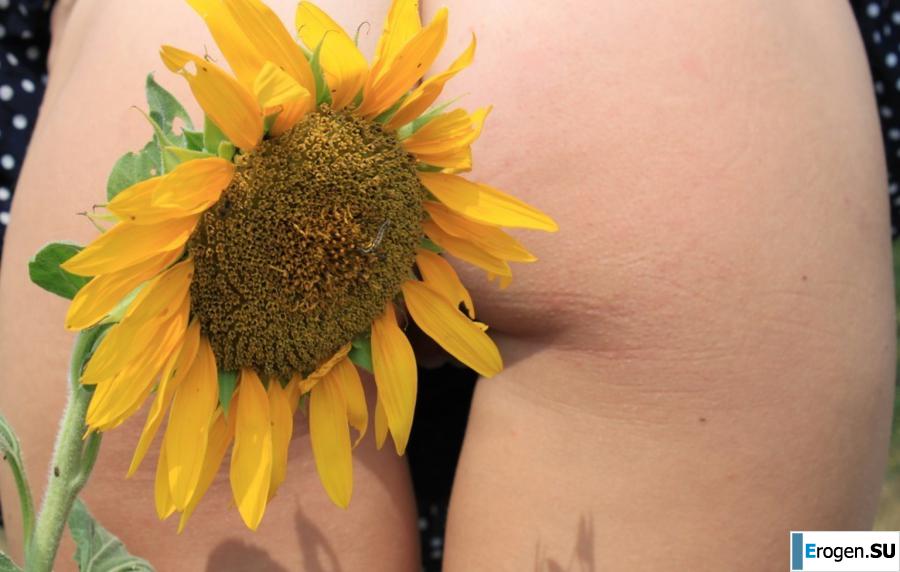 SUNFLOWERS. Photo 4