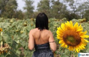 SUNFLOWERS. Thumb 7